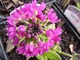 Primula denticulata "Rubin"