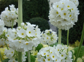 Primula denticulata "Alba"