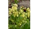 Primula officinalis