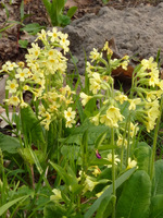 Primula officinalis