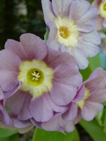 Primula auricula 