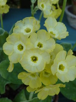 Primula auricula 