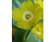 Primula auricula 