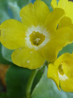 Primula auricula 