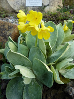 Primula auricula "Alpenaurikel"