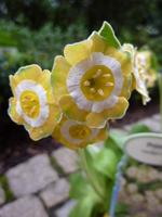 Primula auricula "Hinton Fields"