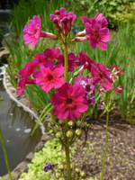 Primula japonica