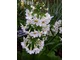 Primula japonica "Postford White"