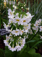 Primula japonica "Postford White"