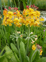 Primula japonica