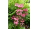 Primula japonica "Miller's Crimson" 