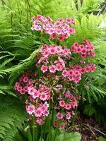 Primula japonica "Miller's Crimson" 