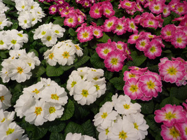 Primula acaulis (pierwiosnek bezłodygowy) - mieszanka kolorów