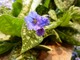 Miodunka (Pulmonaria) kwitnie wcześnie