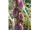 Kolorowe kwiaty modrzewia (Larix)