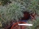 Pinus strobus "Green Twist", sosana wejmutka wywodząca się z czarciej miotły, zdj. Monika Jadczak