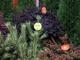 Pinus densiflora "Oculus Draconis" to krzaczasta odmiana sosny gęstokwiatowej. Żółte paski na igłach tworzą przykuwający oczy wzór, nazywany okiem smoka, zdj. Monika Jadczak