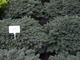 Picea abies "Waldbrund", świerk pospolity o niebieskich igłach, zdj. Monika Jadczak