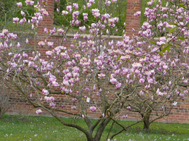 Kwitnąca magnolia