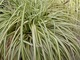 Carex morrowii "Aureo-variegata"