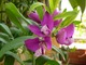 Wspaniała roślina o egzotycznych, kolorowych kwiatach i pięknym zimozielonym ulistnieniu - Polygala myrtifolia (krzyżownica)  