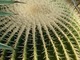 Echinocactus grusonii, kaktus występujący na ograniczonym obszarze, często na stromych zboczach lub klifach w Meksyku