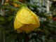 Abutilon x hybridum, mieszaniec o żółtych kwiatach