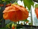 Abutilon striatum