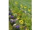 Wiosenna rabata hiacyntów z omiegami, lakami pachnącymi, bratkami, tulipanami i cesarską koroną