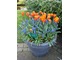 Kontrastowe, mocne barwy: niebieskie szafirki i pomarańczowe tulipany w jednej donicy
