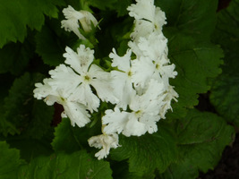 Primula sieboldii "White Form"