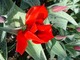 Tulipa greigii "Julius Ceasar" - to stara odmiana - powstała w 1927 roku