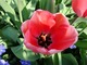 Tulipa "Pink Impression" to mieszaniec Darwina. Jest jednym z największych tulipanów jakie istnieją