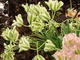 Tulipan z grupy Viridiflora odmiana "Spring Green" to elegancki kwiat z szerokimi, zielonymi paskami na białych płatkach. Został zarejestrowany w 1969 roku