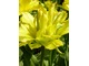 Tulipan żółty pełny. Jego kwiaty są pachnące