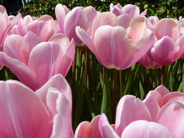 Delikatne, pojedyncze tulipany "Evening Breeze"