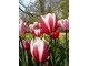 Tulipany dwubarwne