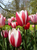 Tulipany dwubarwne