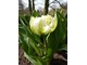 Tulipan "Schoonoord" jest wczesną odmianą z grupy peoniowych o pachnących, białych kwiatach