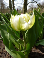 Tulipan "Schoonoord" jest wczesną odmianą z grupy peoniowych o pachnących, białych kwiatach