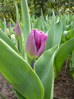 Tulipan z grupy Triumph odmiana "Purple Flag" może rosnąć także w półcieniu