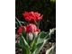 Tulipan z grupy peoniowych