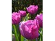 Tulipan "Negrita" należy do odmian kwitnących pod koniec kwietnia lub na początku maja, ma silne pędy i duże kwiaty