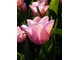 Tulipan "Evening Breeze"