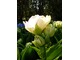 Tulipan "Belicia".  Niewiele odmian może się z nim równać. "Belicia" najpierw kwitnie w jednym kolorze i stopniowo zmienia barwy przy ciągle świeżym wyglądzie