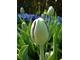 Tulipan "Black Hero" - czarny, pełny tulipan dobry do zestawień z żółtymi narcyzami i białymi hiacyntami