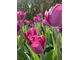 Tulipan "Purple Lady"