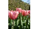 Tulipan "Pink Impression" - mieszaniec Darwina