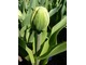 Tulipan "Dreamland"