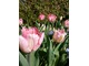 Tulipan "'Bright Pink Lady"